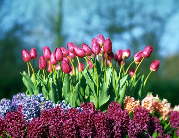 Blühende Tulpen Holland Frühling — Stockfoto