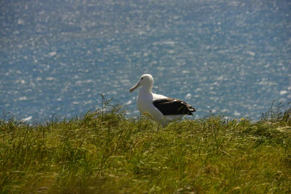 Seabird стоит на лужайке у моря Royal Albatross Centre — стоковое фото