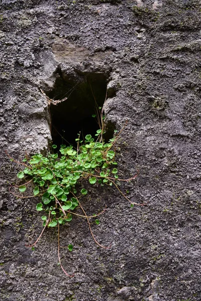 Grüner Efeu klettert an der Steinmauer. — Stockfoto