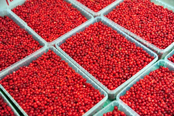 Rote Beeren Containern — Stockfoto