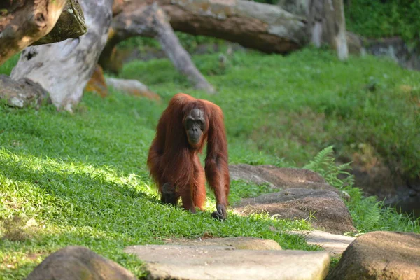 Singe Pongo Marche Dans Parc Verdoyant — Photo