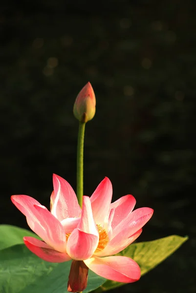 Nahaufnahme des rosa Lotus — Stockfoto