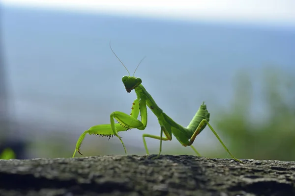 Primer plano de la Mantis Orante — Foto de Stock