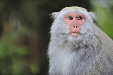 Tayvan Makakası 'nı kapatın.