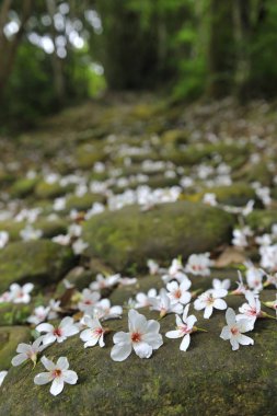 Vernicia fordii Sanyi Miaoli