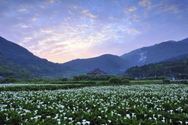 Çiçekli Yangmingshan Milli Parkı