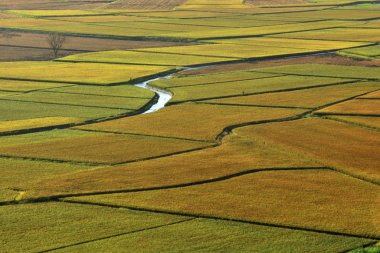 Doğu Rift Valley Paddy Field 'ın yüksek açılı görüntüsü.