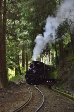 Alishan 'daki ormanda buharlı tren.