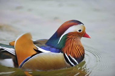 Mandarin ördeği, renkli kuş..