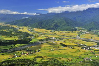 Doğu Rift Valley Paddy Field 'ın yüksek açılı görüntüsü.