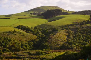 Low angle shot of the green meadow hill in Penguin Place