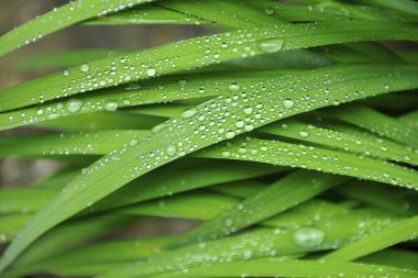 Yeşil çimlerin üzerindeki çiy tanesi yakın plan görüntüsü