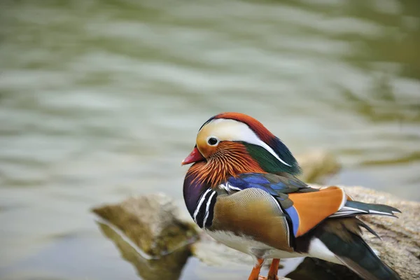 北京ダック カラフルな鳥 — ストック写真