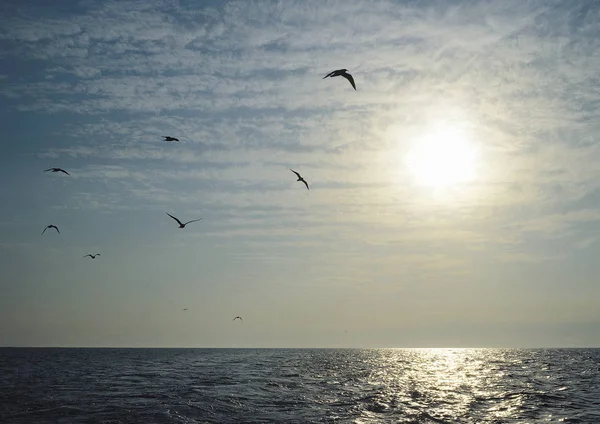 Птицы летят по морю — стоковое фото