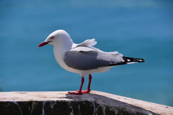 Perto da ave marinha no Royal Albatross Centre — Fotografia de Stock
