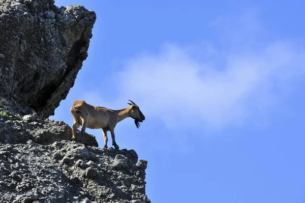 라마 누 섬을 내려다보며 바위 위에 서 있는 염소 — 스톡 사진