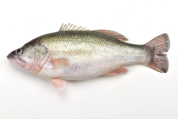 Fresh largemouth bass on the white background — 스톡 사진