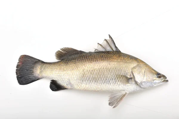 Silver perch on the white background — Stock Photo, Image