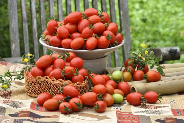 Cosecha Tomates Mesa Con Fondo Rústico — Foto de Stock