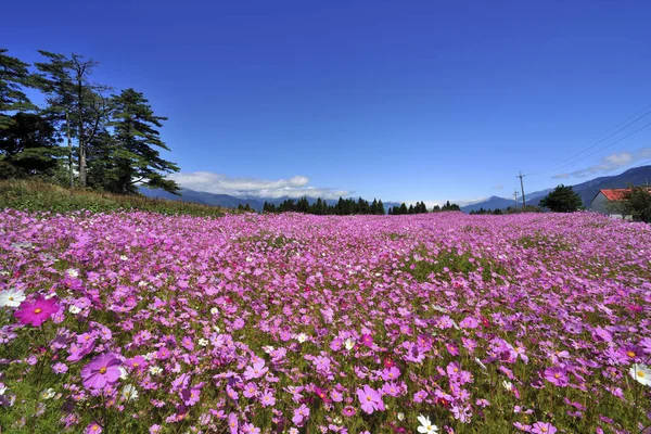 Luminoso Campo Cosmo Rosa Fiorito — Foto Stock