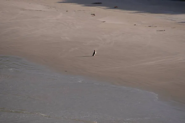 Osamělý tučňák na pláži Penguin Place — Stock fotografie