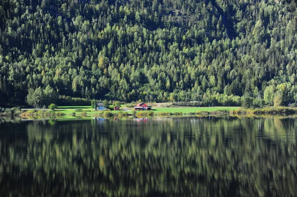 Grüner Wald Und See Mit Spiegelung — Stockfoto