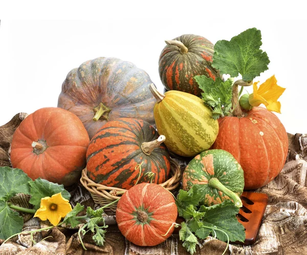 Calabazas Frescas Cosechadas Aisladas Sobre Fondo Blanco — Foto de Stock