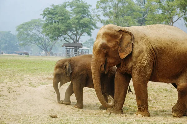 Grupo Elefantes Caminhando Parque Com Árvores Verdes — Fotografia de Stock