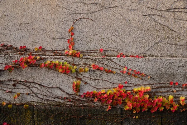 Hera vermelha e amarela subindo na parede — Fotografia de Stock