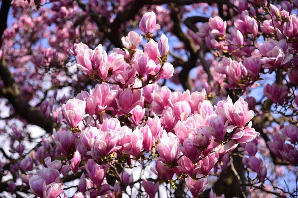 Gros plan de la fleur rose Lac Majeur — Photo