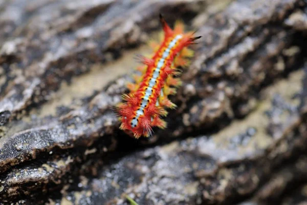 Red Caterpillar Tree Bark Closeup — Stock Photo, Image