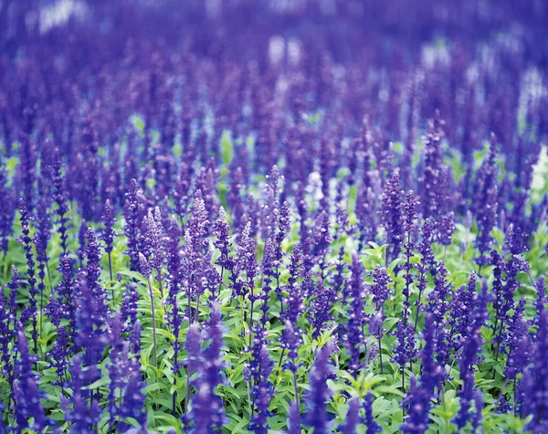 High angle shot of the flower bed Medicinal Sage — Stock Photo, Image