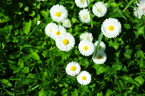 Margaridas Pequenas Campo Verde — Fotografia de Stock