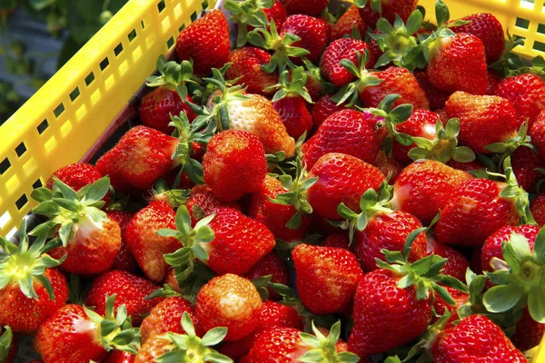 Fraises Sur Marché Décrochage — Photo