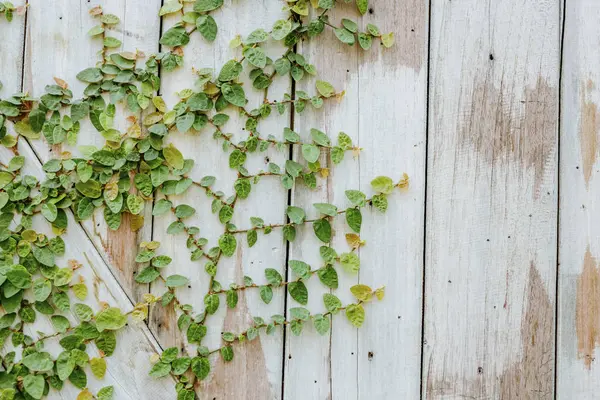 Зеленые растения на стене — стоковое фото