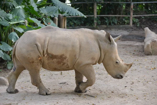 Rhino Caminando Parque Durante Día — Foto de Stock