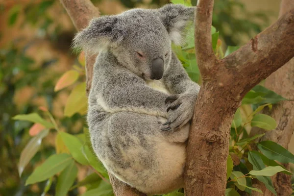 Mignon Koala Moelleux Assis Sur Arbre — Photo