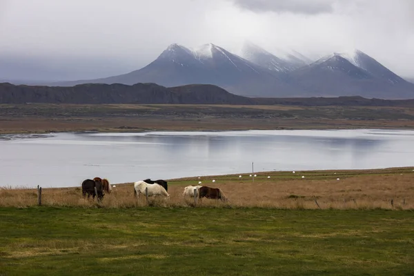 Otlaklarda Otlayan Sığırlar Zlanda — Stok fotoğraf