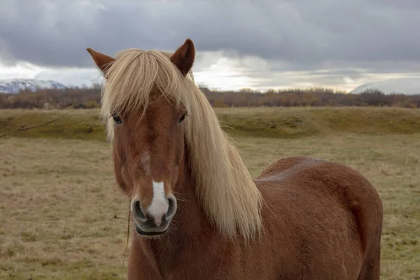 Gros Plan Portrait Cheval Islande — Photo