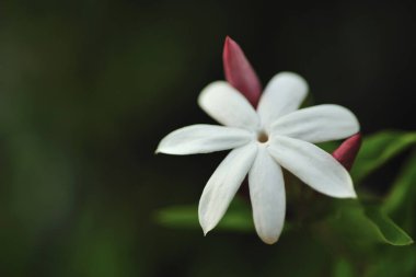 Arap Yasemin 'ine yakın.