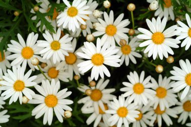 Birkaç Tayvan ateşi, yakın çekim