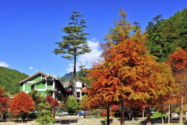 Wuling Çiftliği Taichung Tayvan 'daki Yaprak döken Kıbrıs Ormanı