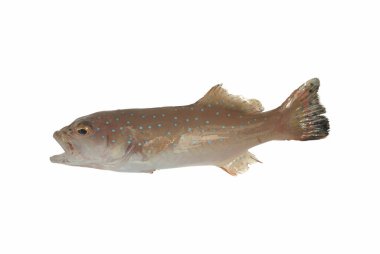 Beyaz arka planda taze balık