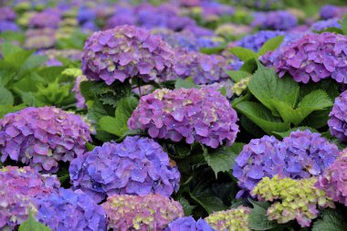 Ortanca çiçeği Tayvan, yakın çekim görüntüsü