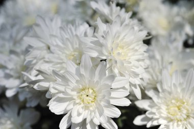 Kasımpatı Taipei Tayvan, yakın çekim