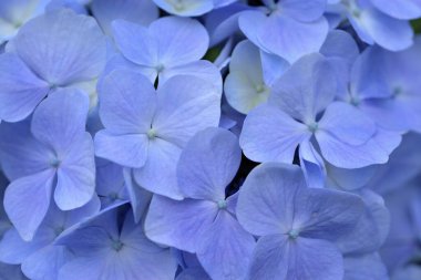 Ortanca çiçeği Tayvan, yakın çekim görüntüsü