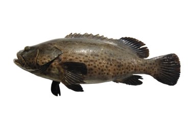 Beyaz arka planda taze balık