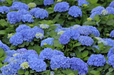 Ortanca çiçeği Tayvan, yakın çekim görüntüsü