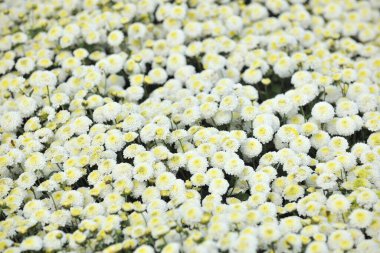 Daisy Miaoli İlçesi Tayvan