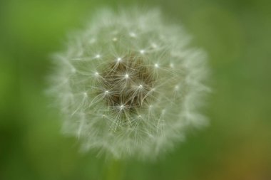 Karahindibaya yakın.